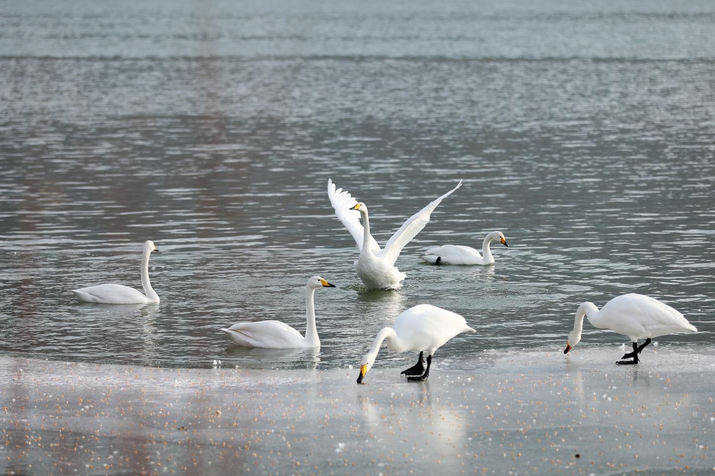 天鹅来越冬蓝色黄河让珍稀鸟类变常客
